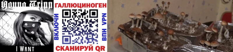 Псилоцибиновые грибы мицелий  Избербаш 